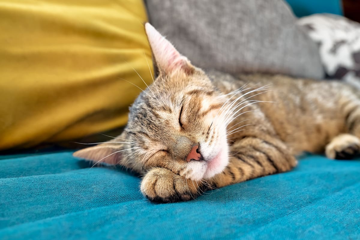come dormono i gatti