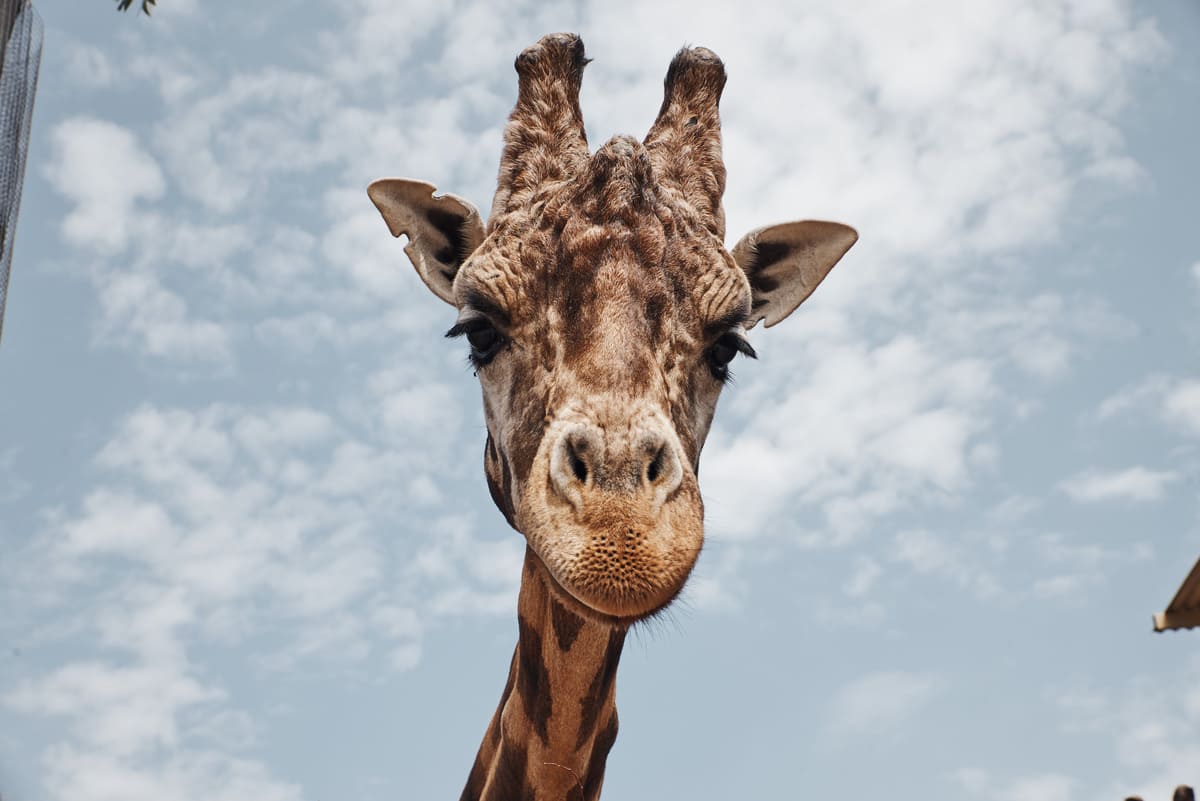 Su quale materasso dorme la giraffa