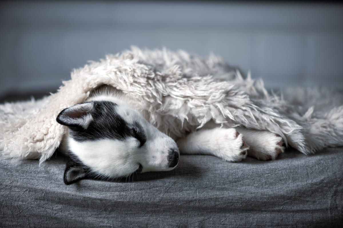 In che modo il solstizio d'estate influenza gli animali