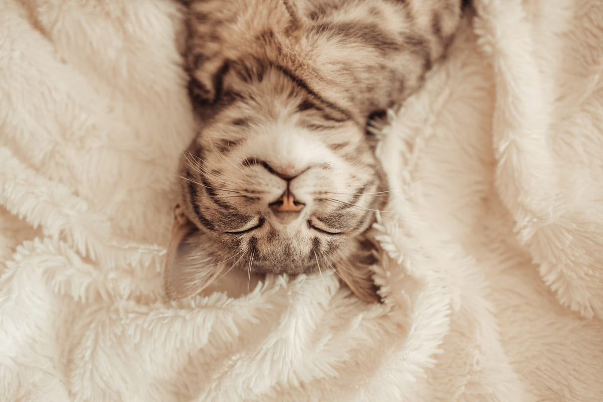animali con incredibili abitudini di sonno