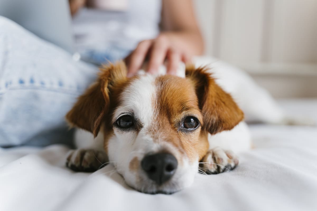 animali domestici nel letto
