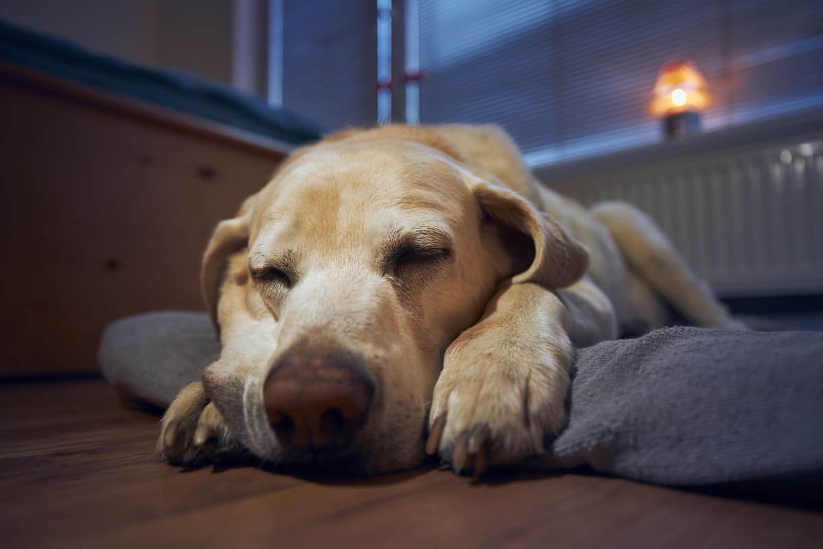 Come aiutare il tuo cane a dormire durante le notti con i fuochi d'artificio