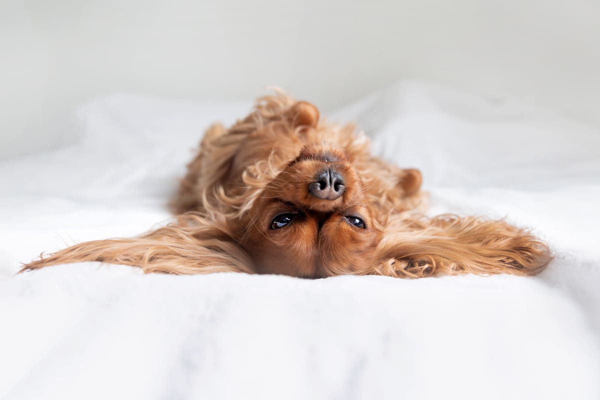 I letti per animali più folli delle celebrità