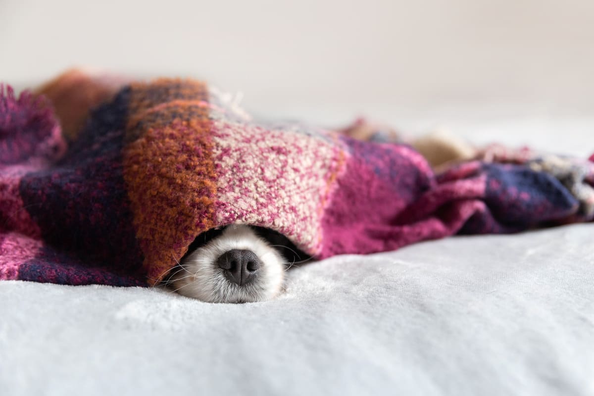 Abbiamo bisogno di dormire di più in inverno