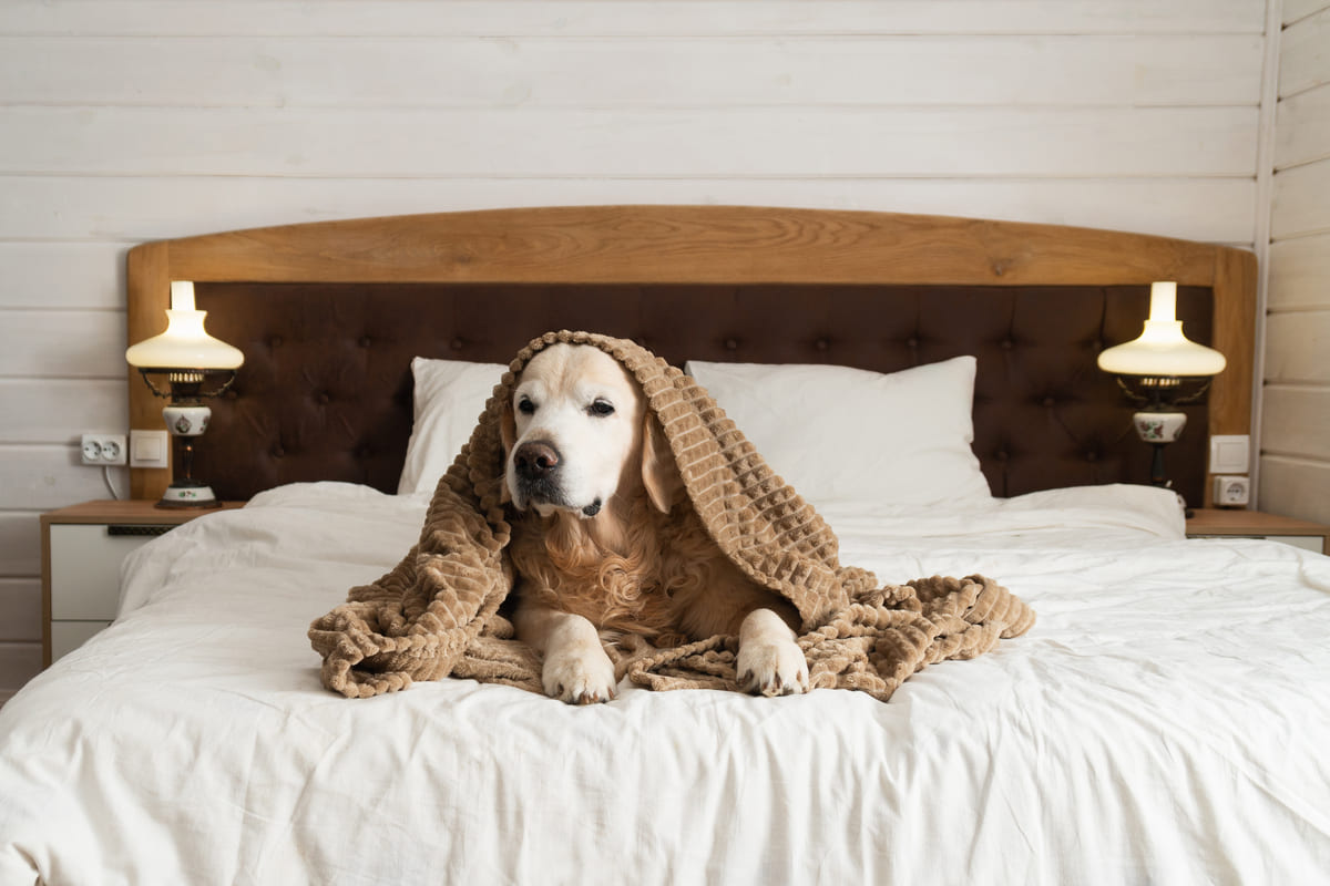 La dipendenza dal sonno