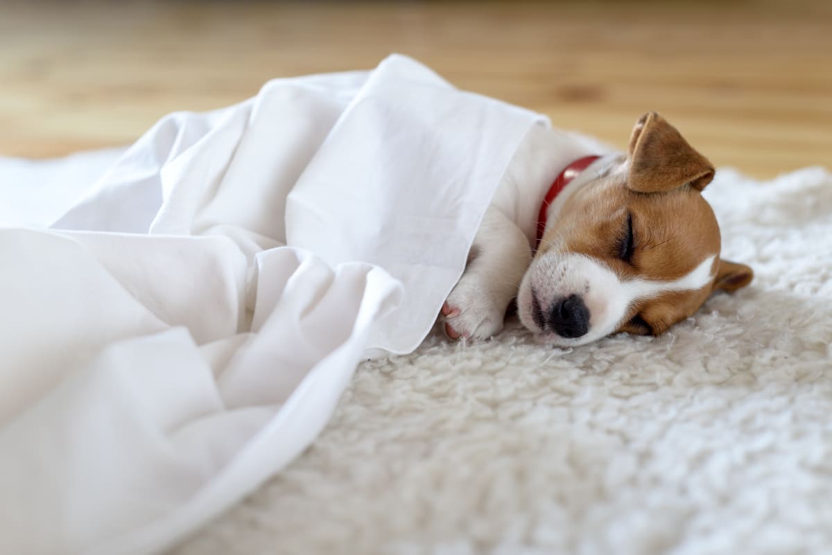 notti sonno